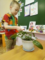 Растение в детском саду