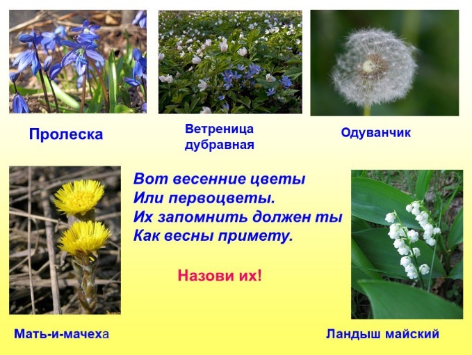 Растения и животные весной